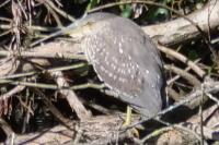 Nycticorax nycticorax