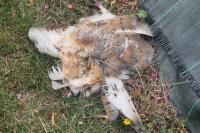 Tyto alba