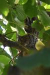 Asio otus