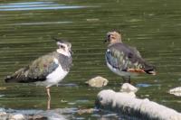 Vanellus vanellus