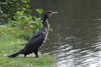 Phalacrocorax carbo