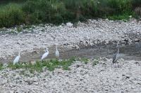 Ardea cinerea