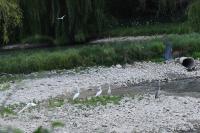 Ardea cinerea