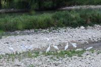 Egretta garzetta