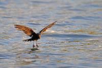 Hydrobates leucorhous