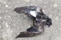 Hydrobates leucorhous