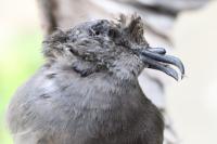 Hydrobates leucorhous