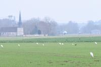 Ardea alba