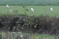Ardea alba