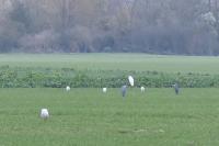 Ardea cinerea