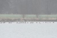 Branta leucopsis