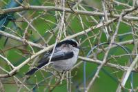 Aegithalos caudatus