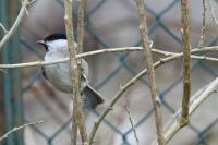 Poecile palustris