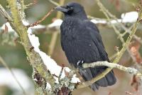 Corvus corone