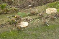 Carduelis carduelis