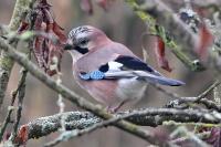 Garrulus glandarius