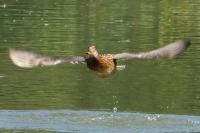 Anas platyrhynchos