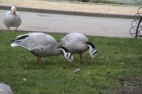 Anser indicus