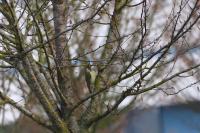 Picus viridis
