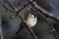 Passer montanus