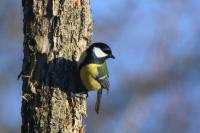 Parus major