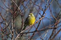 Chloris chloris