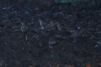 Perdix perdix
