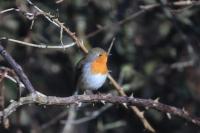 Erithacus rubecula
