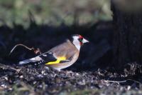 Carduelis carduelis