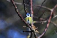 Cyanistes caeruleus