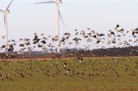 Vanellus vanellus