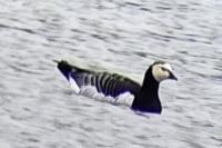 Branta leucopsis