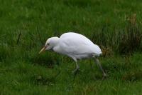 Bubulcus ibis