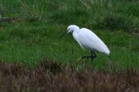 Egretta garzetta