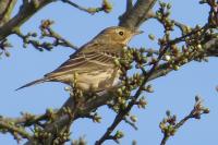 Anthus pratensis