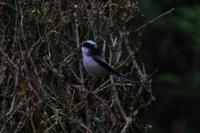Aegithalos caudatus