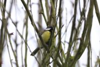 Parus major