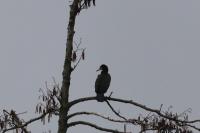 Phalacrocorax carbo