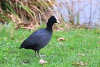Fulica atra
