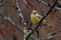 Chloris chloris