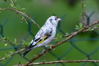 Carduelis carduelis