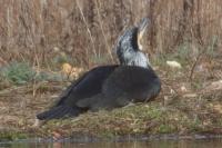 Phalacrocorax carbo
