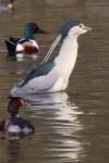 Nycticorax nycticorax