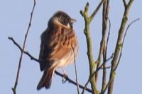 Emberiza schoeniclus