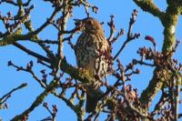 Turdus philomelos