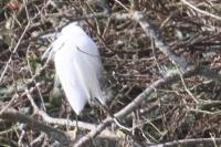 Egretta garzetta