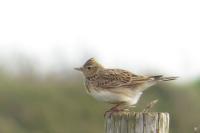 Alauda arvensis