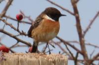 Saxicola rubicola