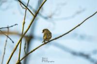 Chloris chloris