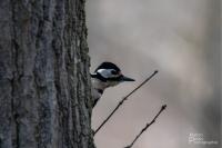 Dendrocopos major